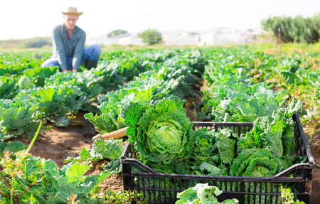 Crop of organic savoy cabbage in crateの写真素材