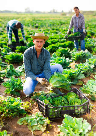 Positive man harvesting ripe cabbage on the fieldの写真素材