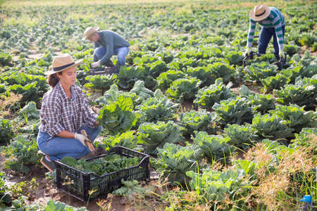Farm workwoman gathering crop of savoy cabbage on plantationの写真素材