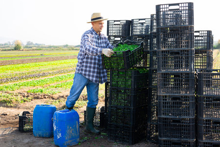 Focused farmer stacking boxes with corn salad on field