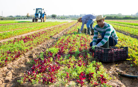 Male farmer picking red spinach on field