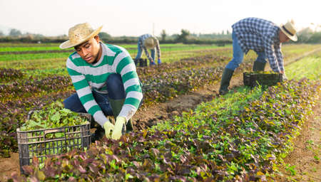 Hispanic farmer harvesting red mustard greens on farm plantationの写真素材