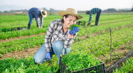 Positive woman farmer harvesting green garden rocketの写真素材