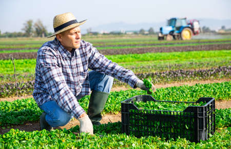 Male workers harvesting canonigos leaf on plantationの写真素材