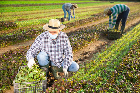 Hired employee in protective mask harvesting mustard in gardenの写真素材