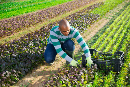 Latino farmer collects and carries boxes red lettuce on field