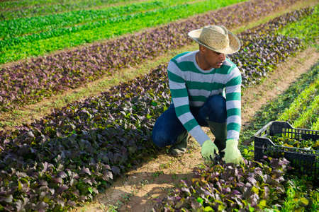 Latino worker harvesting mustard on fieldの写真素材