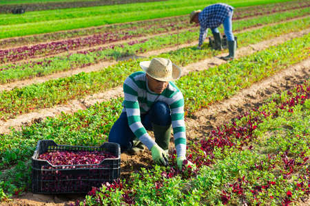 Latin american worker harvesting red spinach on plantationの写真素材