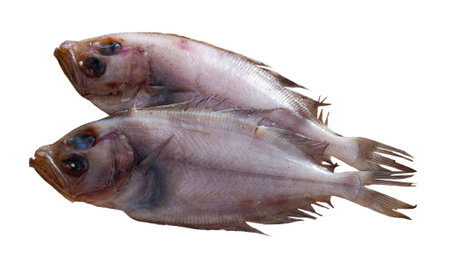 Fresh megrim sole flatfish