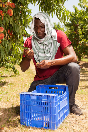 Positive male worker working on peach plantation