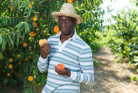 Farmer harvesting peachesの写真素材