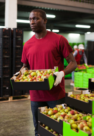 Afro workman carrying box with harvested pears