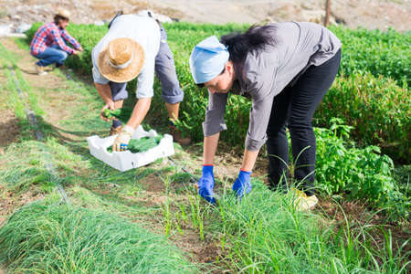 Farm workers gathering crop of chives on vegetable plantationの写真素材