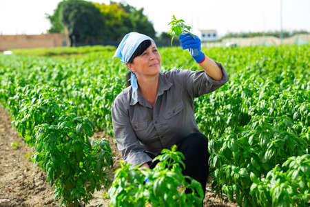 Female grower inspecting basil plants on vegetable plantationの写真素材