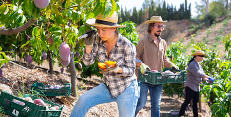 Woman farmer measuring sugar content of mangoes in dardenの写真素材
