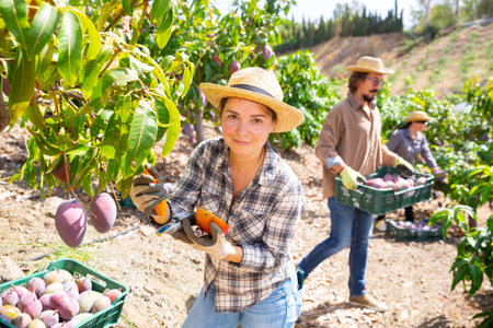 Woman farmer measuring sugar content of mangoes in darden