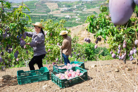 People harvesting ripe mangoes in farm fruit garden