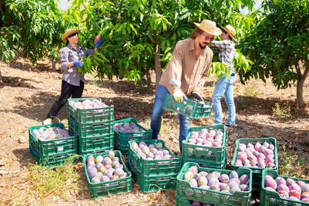Man arranging boxes with harvested mangoes in fruit gardenの写真素材