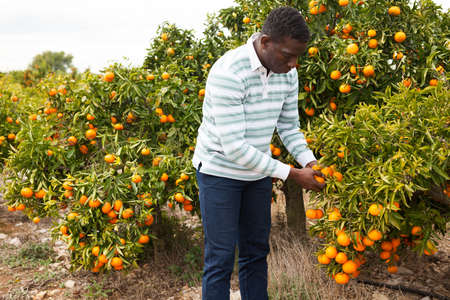 Portrait of African man on mandarins plantationの写真素材
