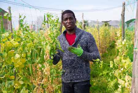 Confident male farmer cultivating organic green peas