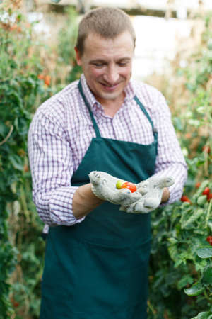 Farmer demonstrating crop cherry tomatoesの写真素材