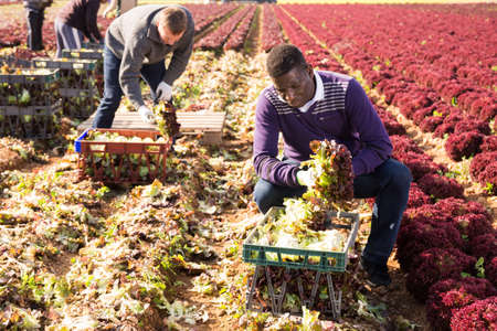 Male workers harvesting lettuce on the field and put in boxesの写真素材