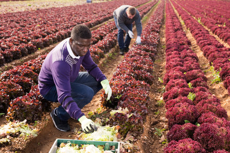 Men gardeners picking harvest of red lettuce to crates