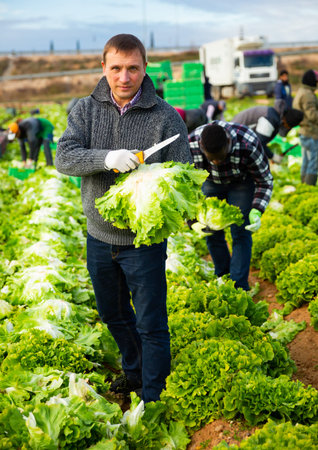 Men gardeners during harvesting of lettuce in garden