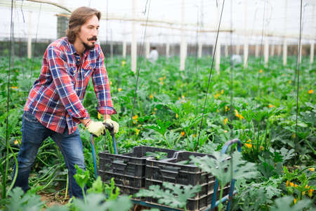 Farmer carries boxes with harvest of zucchini on trolleyの写真素材