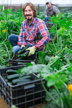 Hired worker harvests ripe zucchini in greenhouseの写真素材