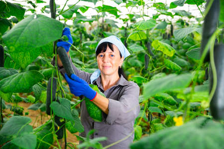 brunette czech woman picking cucumbers in hothouseの写真素材