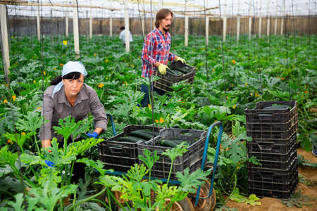Positive woman harvesting ripe zucchini in greenhouseの写真素材