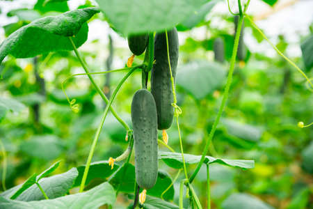 Fresh cucumbers hanging on bushes planted in commercial hothouseの写真素材