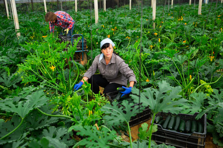 woman and man harvesting crops in greenhouseの写真素材