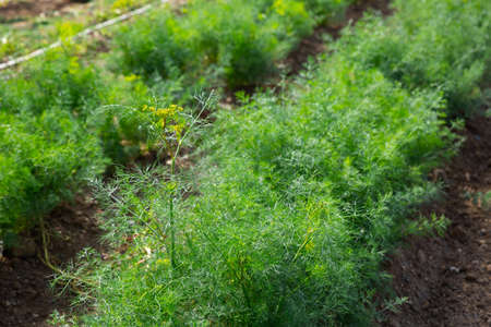 Rows of harvest of green dill on farm fieldの写真素材