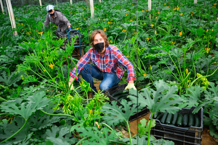 russian farmers with face masks picking crop of marrow in their greenhouseの写真素材