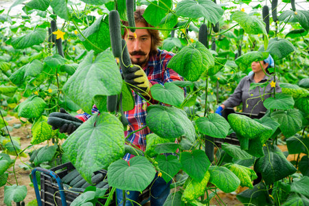 german farmers picking crops of cucumber in hothouse