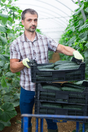 Male farmer picks ripe cucumbers in greenhouse
