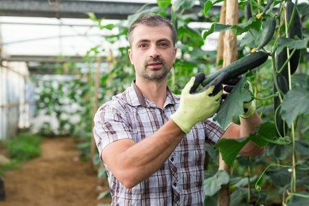 Successful farmer showing harvest of cucumbers in greenhouse