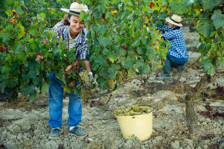 Female farm worker picking to bucket ripe grapes in vineyard