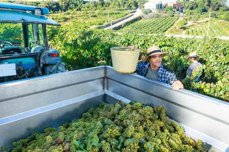 Farmer pouring harvested grapes from bucket in truck in vineyard