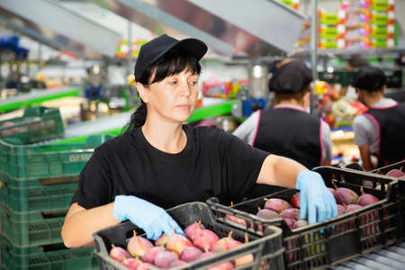 Young woman holding mango during checking quality and sorting mango at factoryの写真素材