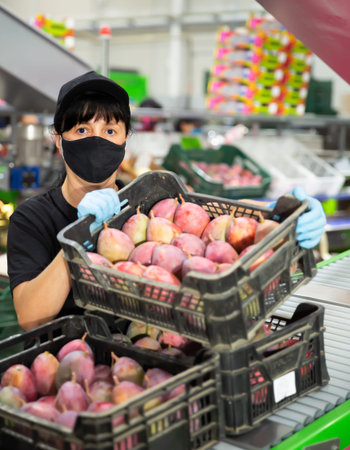 Positive woman holding crate with fresh mangoの写真素材