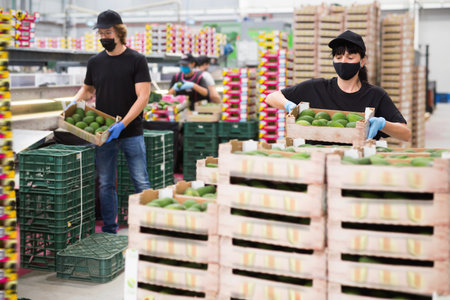 Woman wearing protective mask drags boxes of avocado fruits in factory warehouse