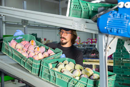Loader carries boxes of mangoの写真素材