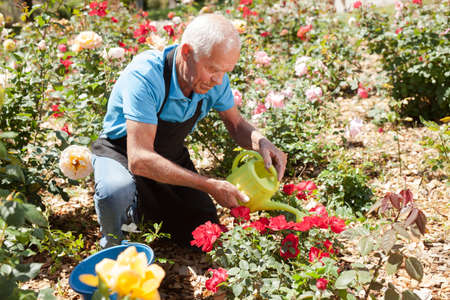 Man watering rose bushesの写真素材