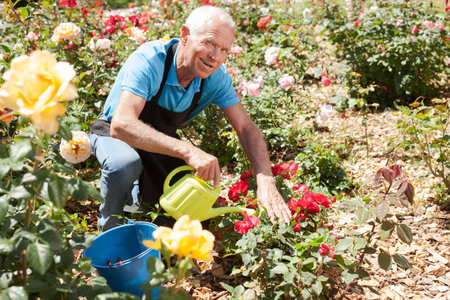 Man watering roses at flower bed