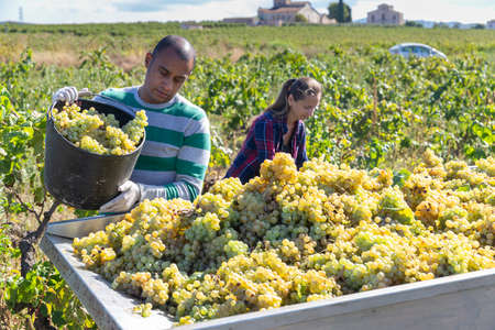 Man and female working with harvest in vineyard, picking bunches of grapesの写真素材