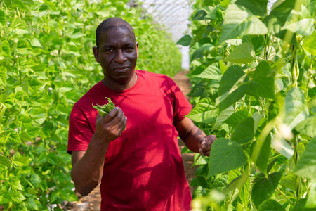 African american male gardener with beans in a greenhouse