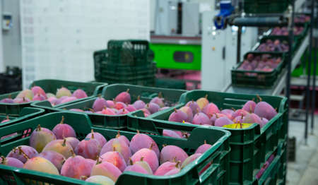 Fresh tropical fruit mango in crates after packaging in warehouseの写真素材